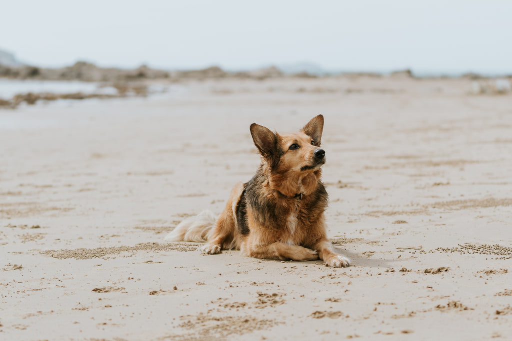 Picture of a German Shepherd lying down on the sand at a beach