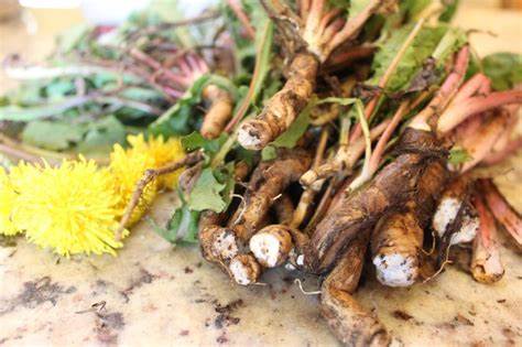 Dandilion root and yellow flower