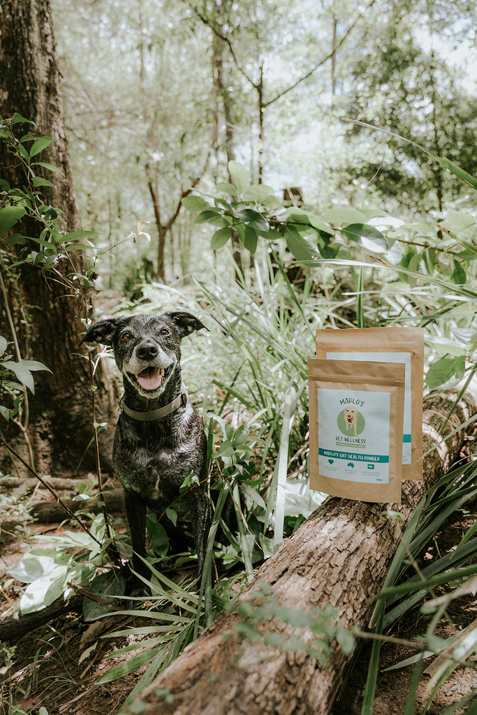 Picture of a lder dog sitting next to Marlo's Gut Health powder on a log in the bush