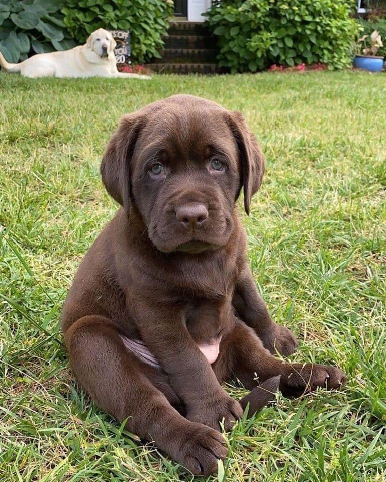 Chocolate Labrador Puppy