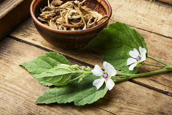 Marshmellow Root- the second herb used in our Gut Health powder: What are the benefits?