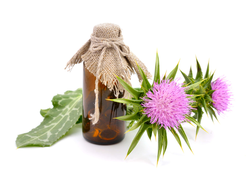 Picture of a Milk thistle plant. Purple flowers standing next to a cute brown bottle with milk thistle extract in it