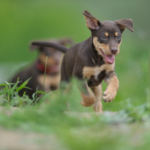 9 Ways to a Healthy Dog