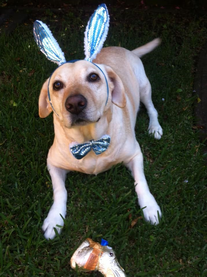 🐶 Marlo's Big Easter Giveaway!🐰 Marlo loved Easter so what better way to continue his legacy